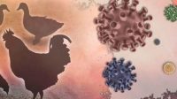 DPKP Monitor, Awasi dan Cegah Penyebaran Virus Avian Influenza