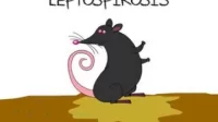 Dinkes Waspadai Wabah Penyakit Leptospirosis