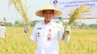 PJ Bupati Tangerang Andi Ony Gelar Panen Raya Padi Bersama Petani