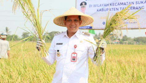 PJ Bupati Tangerang Andi Ony Gelar Panen Raya Padi Bersama Petani