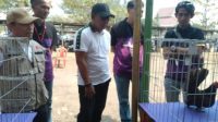 Kontes Keindahan Ayam Kate Meriahkan HUT Kabupaten Tangerang