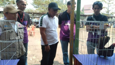 Kontes Keindahan Ayam Kate Meriahkan HUT Kabupaten Tangerang